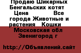 Продаю Шикарных Бенгальских котят › Цена ­ 17 000 - Все города Животные и растения » Кошки   . Московская обл.,Звенигород г.